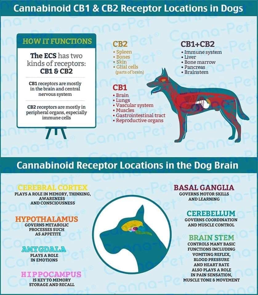 CBD receptor locations